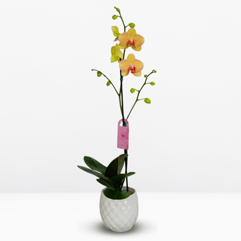 grandes (12) A: Orquídea Naranja y Amarilla (Sunset) & Maceta Piña - Imagen 1