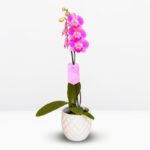 _ : .Orquídea Rosada (Royal Smile) & Maceta Piña