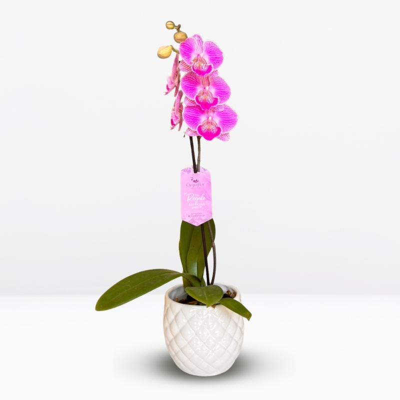 orquídea rosada _ : .Orquídea Rosada (Royal Smile) & Maceta Piña - Imagen 1