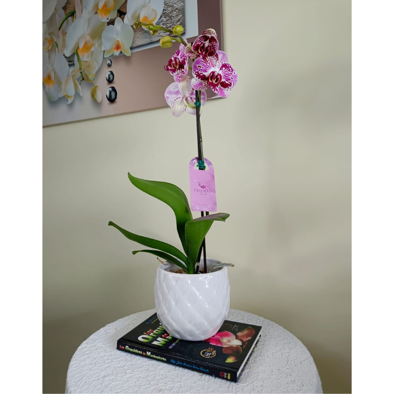 Productos web - 2025-08-25T121550.293