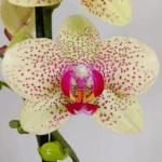 Orquídea Amarilla (Pulsation) & Pieza Única Artesanal - Imagen 2