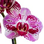 _ : Orquídea Priya (Blanca con fucsia) & Maceta Piña - Imagen 2
