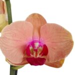 Orquídea Melón (grande) & Maceta Piña - Imagen 2