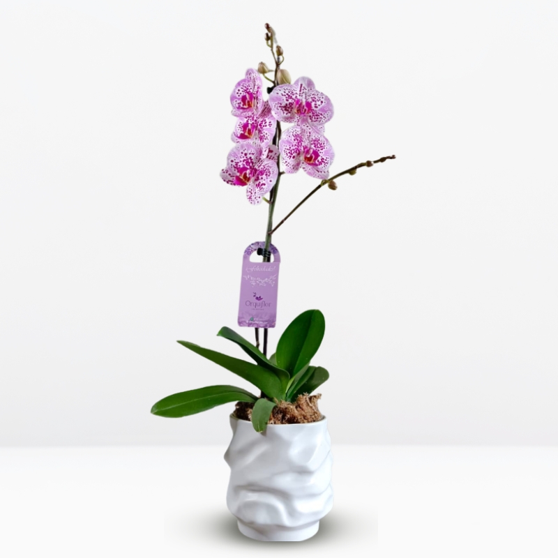 grandes (11) _ Orquídea Premium & Exclusiva Maceta Blanca - Imagen 1