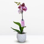 _ : Orquídea Priya (Blanca con fucsia) & Maceta Piña