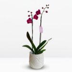 _A: Orquídea Grande de 2 Varas & Exclusiva Maceta (modelo Orquídeas) - Imagen 2