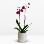 _A: Orquídea Grande de 2 Varas & Exclusiva Maceta (modelo Orquídeas)