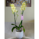 Orquidea Grande Amarilla Limón de 2 Varas & Maceta Piña