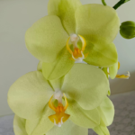 Orquidea Grande Amarilla Limón de 2 Varas & Maceta Piña - Imagen 2