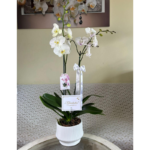 Jardin de 2 Orquídeas blancas Premium - Imagen 2