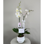 Jardin de 2 Orquídeas blancas Premium