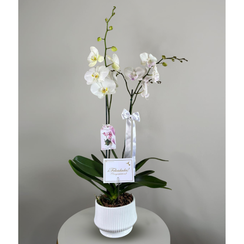 Jardin de 2 Orquídeas blancas Premium