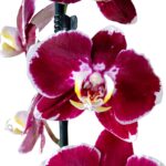 A: Orquídea Guinda con Centro Amarillo (Devotion) & Maceta Piña - Imagen 2