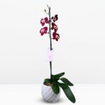 A: Orquídea Guinda con Centro Amarillo (Devotion) & Maceta Piña