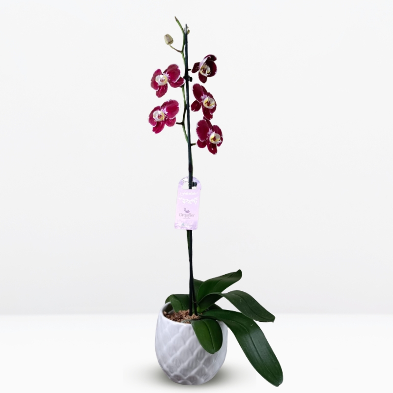 grandes (13) A: Orquídea Guinda con Centro Amarillo (Devotion) & Maceta Piña - Imagen 1