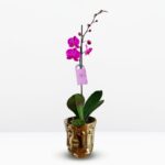 _ 1: Orquídea Fucsia (Evolution) & Maceta Easter Dorada