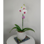 _1: Orquídea Blanca con Centro Fucsia (Halifax) & Maceta Piña