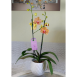 : Orquídea Grande Naranja con Rayas (Sunset) de 2 Varas & Maceta Piña