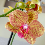: Orquídea Grande Naranja con Rayas (Sunset) de 2 Varas & Maceta Piña - Imagen 2