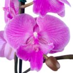 Orquídea Fucsia (Smile) & Maceta Piña - Imagen 2