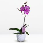Orquídea Fucsia (Smile) & Maceta Piña