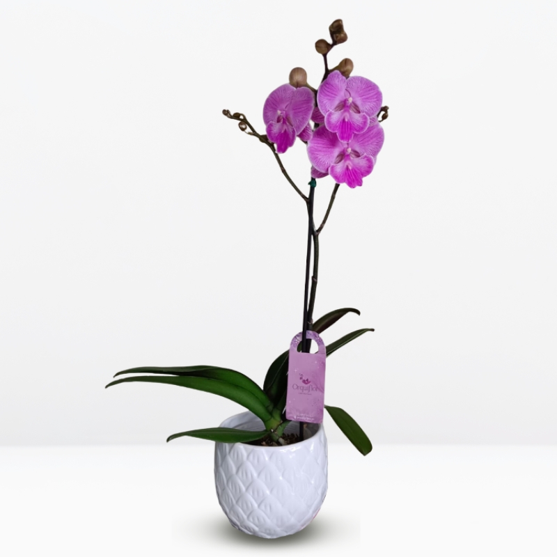 grandes (17) Orquídea Fucsia (Smile) & Maceta Piña - Imagen 1