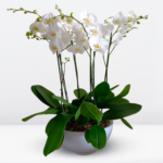 _Exclusivo Jardin de 6 Orquídeas Premium & Maceta Fibra de Vidrio