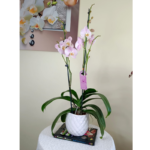 Orquídea Grande Rosada de 2 Varas & Maceta Piña