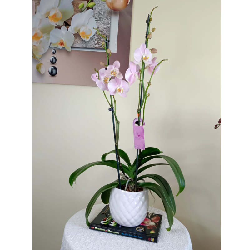 Productos web - 2025-08-15T115655.917 Orquídea Grande Rosada de 2 Varas & Maceta Piña - Imagen 1