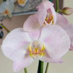 Orquídea Grande Rosada de 2 Varas & Maceta Piña - Imagen 2