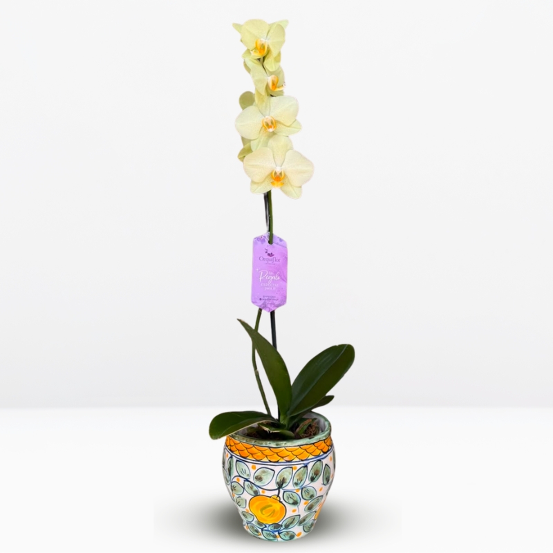 M (5) _ Orquídea Grande & Pieza Única Artesanal (Esférica) - Imagen 1