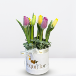 Box de 12 Tulipanes (Colores Variados)