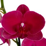 Orquídea Grande Carmesí (Montreux) & Maceta Piña - Imagen 2