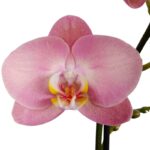 Orquídea Grande Palo Rosa (Honey Peach) & Maceta Piña - Imagen 2