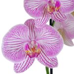 Orquídea Grande (Budapest Clara) & Maceta Piña - Imagen 2