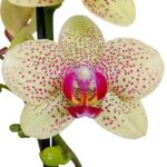 Orquídea Grande Amarilla con Pecas (Pulsation) & Maceta Piña - Imagen 2