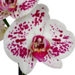 Orquídea Grande Blanca con Manchas Moradas (Doogo) & Maceta Piña - Imagen 2
