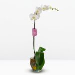 _: Orquídea Grande Blanca & Pieza única Artesanal (Esférica)