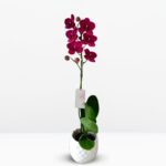 Orquídea Grande Carmesí (Montreux) & Maceta Piña