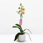 Orquídea Grande Amarilla con Pecas (Pulsation) & Maceta Piña