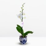 _: Orquídea Grande Blanca & Pieza única Artesanal (Esférica) - Imagen 2