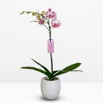 Orquídea Grande Blanca con Manchas Moradas (Doogo) & Maceta Piña