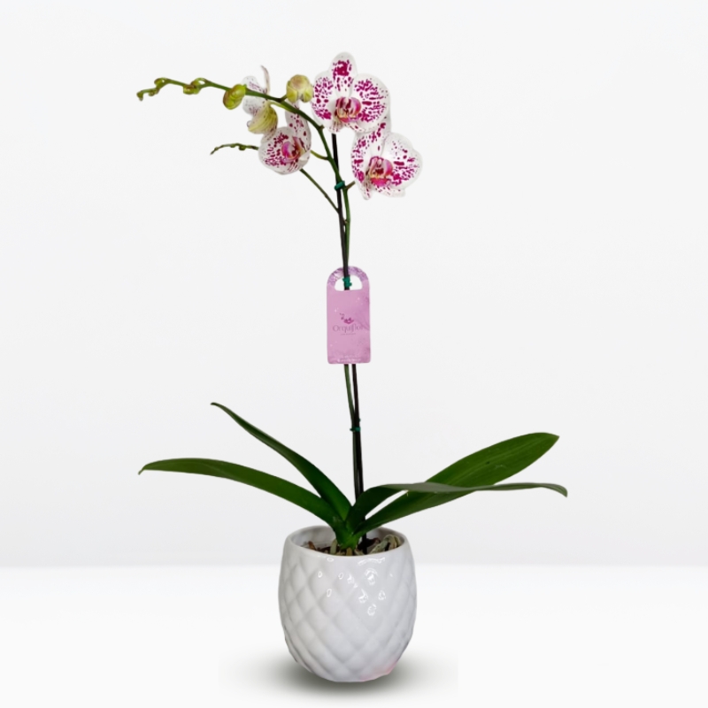 grandes (20) Orquídea Grande Blanca con Manchas Moradas (Doogo) & Maceta Piña - Imagen 1