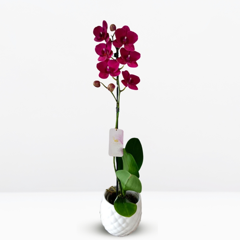 grandes Orquídea Grande Carmesí (Montreux) & Maceta Piña - Imagen 1