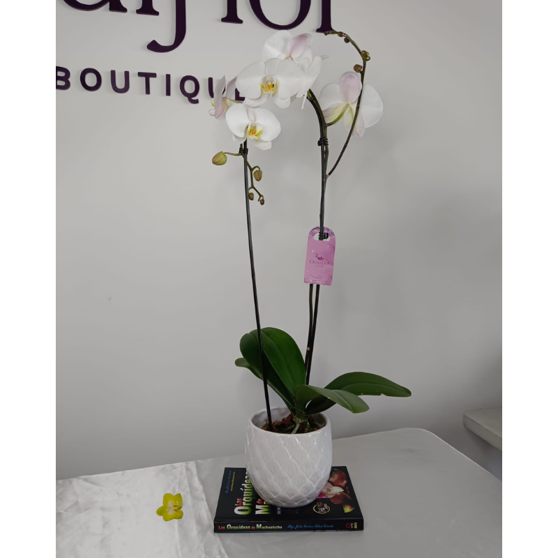 Exclusiva Orquídea Taiwanesa Blanca (Yvion) & Maceta Barril