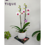 Orquídea Grande Blanca con Centro Fucsia (Halifax) de 2 Varas & Maceta Piña
