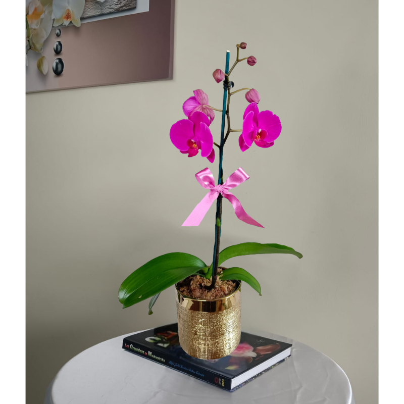 _ Orquídea Fucsia (Queen) & Maceta Dorada con Textura