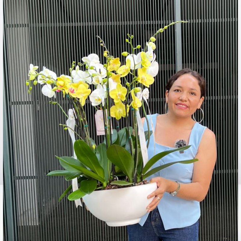 _ Jardín Exclusivo de 7 Orquídeas Premium (Colores de Temporada) & Maceta Fibra de Vidrio