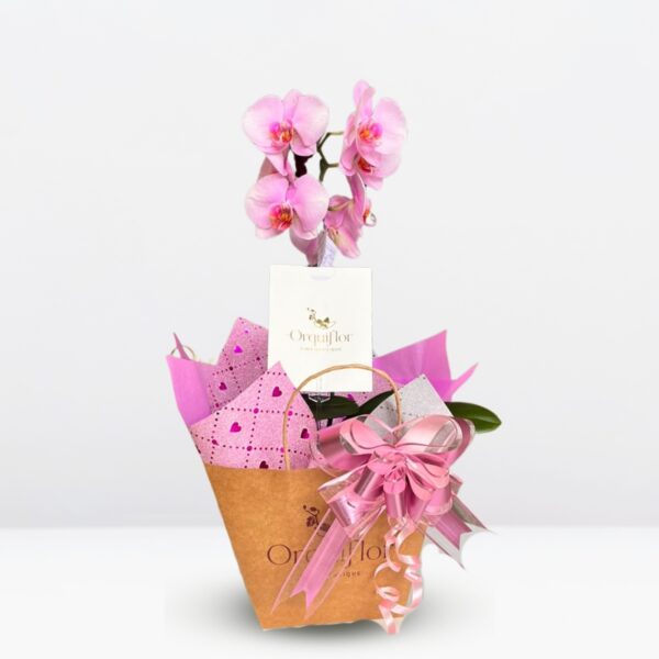 _ : .Orquídea Mediana & Maceta de Cerámica (Colores variados)