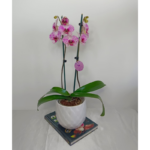 Orquídea Marbella de 2 Varas & Maceta Piña